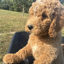 Goldendoodle All Grown Up from Dana Walters