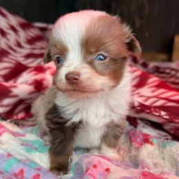 Socks - Red merle male Toy Australian Shepherd puppy in Ambrose, Georgia from Brandilyn's Aussies