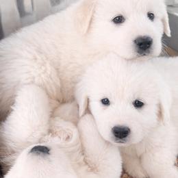 Great Pyrenees puppies from Outlaw Acres Farm & Kennels