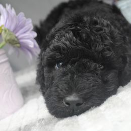 Goldendoodle Puppies from Obsidian Creek Doodles LLC