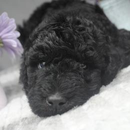 Goldendoodle Puppies from Obsidian Creek Doodles LLC