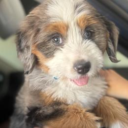 Bernedoodles from Petite Bernedoodles