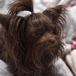 Yorkshire Terrier puppies from Alina's Royal Yorkies