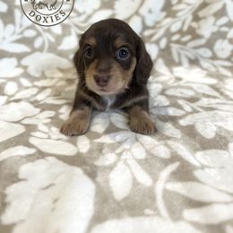 Dachshund Puppies from Dogwood Doxies
