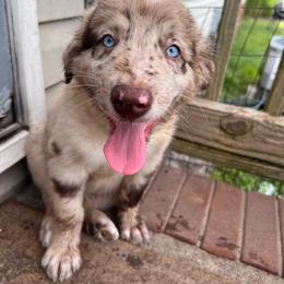 Goldie - Red merle female Australian Shepherd puppy in Rose Hill, North Carolina from Motega Australian Shepherds