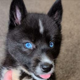 Achillia (ah-keel-e-ah) - Agouti and white female Siberian Husky puppy in Richland, Mississippi from Feazell’s Siberian Huskies