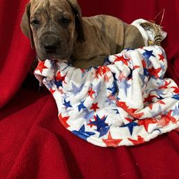 Great Dane Puppies from DeBruce Danes