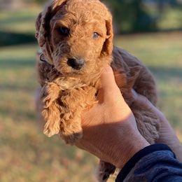 Goldendoodle Puppies from Central Kentucky Goldendoodles