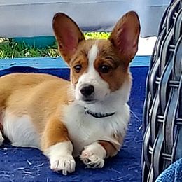 Pembroke Welsh Corgis from Mollies Corgis
