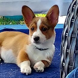 Pembroke Welsh Corgis from Mollies Corgis