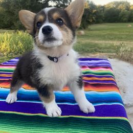 American Corgi, Dachshund, and Pembroke Welsh Corgi Puppies from Hoppin’ B Corgis & Mini Dachshunds
