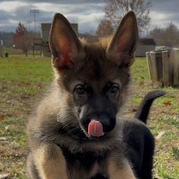Goliath von Charry - Sable male German Shepherd puppy in Midway, Kentucky from Von Charry German Shepherd’s