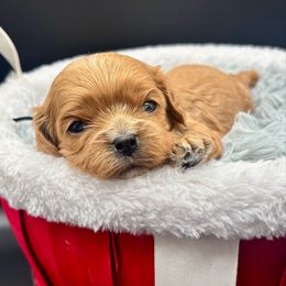 Rizz - Red female Cavapoo puppy in Cedar City, Utah from Cedar Sprout Puppies