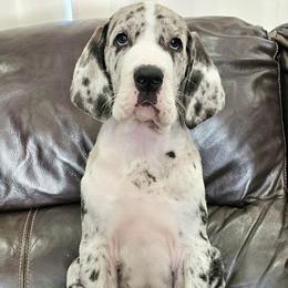 Mr. Perfect - Mantle merle male Great Dane puppy in Castle Rock, Washington from Uber Alles Great Danes
