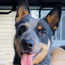 Australian Cattle Dogs from Lanna’s Heelers