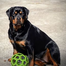 Rottweilers from Toldahausrottweilers