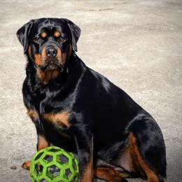 Rottweilers from Toldahausrottweilers