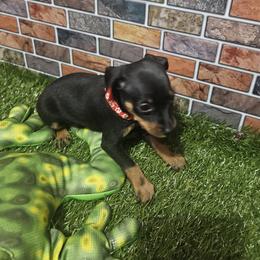 Amelia - Black and tan female Miniature Pinscher puppy in Baton Rouge, Louisiana from Pike's Pups