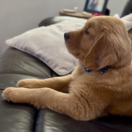 Golden Retriever Puppies from Haven of Hope Golden Retrievers