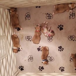 Pembroke Welsh Corgi Puppies from Benischek's P. W. Corgi's