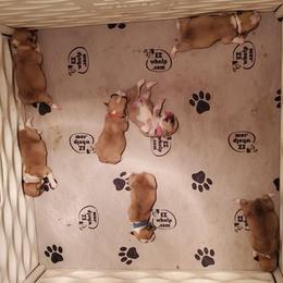 Pembroke Welsh Corgi Puppies from Benischek's P. W. Corgi's