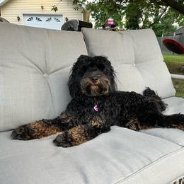 Grace - Australian Labradoodle