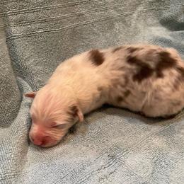 Daisy Duck - Red merle female Australian Shepherd puppy in Hammond, Louisiana from Gold Ring Australian Shepherds