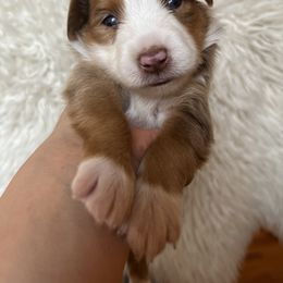Cashmere - Red merle Toy Australian Shepherd puppy in Boise, Idaho from Loving Little Aussies