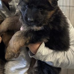 Girl 1 - Black and red female German Shepherd puppy in Louisville, Kentucky from Haus of Beautiful Chaos German Shepherds
