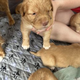 Lovey - Red Nova Scotia Duck Tolling Retriever puppy in Urbana, Ohio from Chimay Kennels