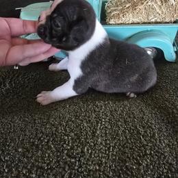 Jiggs - Black brindle and white male Boston Terrier puppy in Henning, Minnesota from Lucht-Tee Acres Bostons