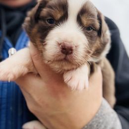 Prada - Red tri-color female Australian Shepherd puppy in Ashland, Ohio from SS Australian Shepherds