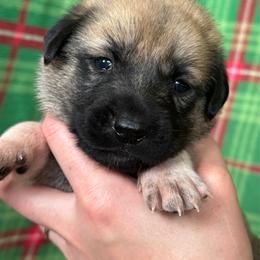 Zephyrus - Fawn male Anatolian Shepherd Dog puppy in Rapid River, Michigan from Echolight Australian Shepherds