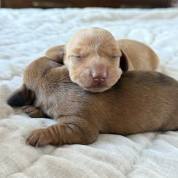 Dachshund Puppies from Breakfast Club Dachshunds