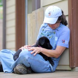 German Shepherd Puppies from Ransomshire Shepherds