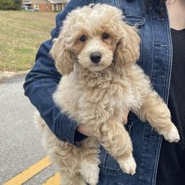 Teal Collar - Cream male Poodle puppy in Macon, Georgia from Mystic Mini Poodles