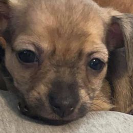 Companion Crosses from Jaybee’s : CLT Mini - Chiweenie’s
