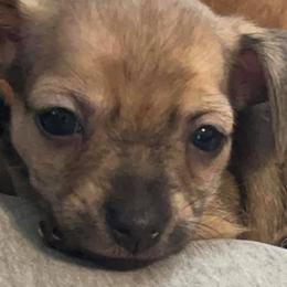Companion Crosses from Jaybee’s : CLT Mini - Chiweenie’s
