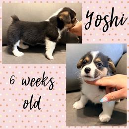 Yoshi - Black and tan female Pembroke Welsh Corgi puppy in Dickinson, Texas from Careaga Farms