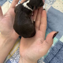 3 - Chocolate male Havanese puppy in Reese, Michigan from Windy Hill Havanese