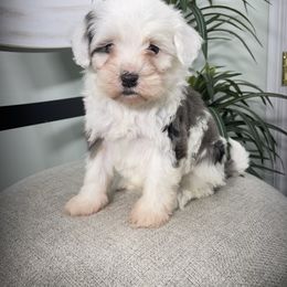 Max - Blue merle male Bernedoodle puppy in Holtwood, Pennsylvania from Country Ridge Puppies