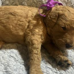 Goldendoodle Puppies from BlueCopper Doodles