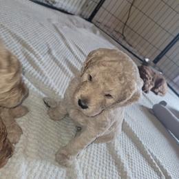 Cooper - Apricot male Goldendoodle puppy in Naples, Florida from Goldendoodles Of Naples