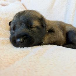 2nd Pick Female - Fawn sable female Belgian Malinois puppy in Boise, Idaho from Wings of Freedom Retrievers and Malinois