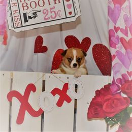 Girl 2 - Red Pembroke Welsh Corgi puppy in Gig Harbor, Washington from Pacific Northwest Pembroke Welsh Corgis