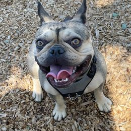 French Bulldogs from Lavish Bullyz