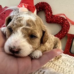 Goldendoodle Puppies from Simply Mini Goldendoodles