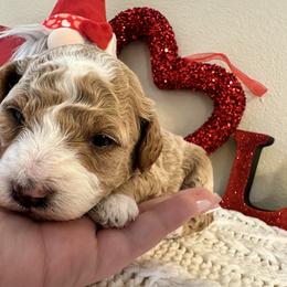 Goldendoodle Puppies from Simply Mini Goldendoodles