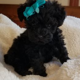 Poodle Puppies from Champion Poodles