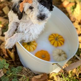 Australian Cattle Dog and Bernedoodle Puppies from Diamond U Doodles & True Grit Stockdogs